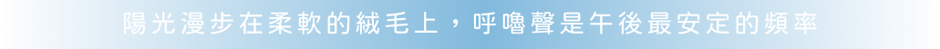 陽光漫步在柔軟的絨毛上，呼嚕聲是午後最安定的頻率