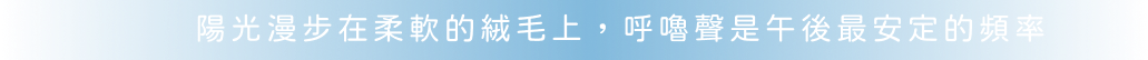 陽光漫步在柔軟的絨毛上，呼嚕聲是午後最安定的頻率