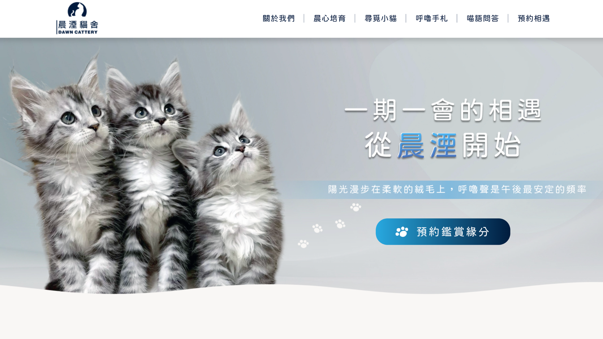 緬因貓貓舍推薦晨湮貓舍