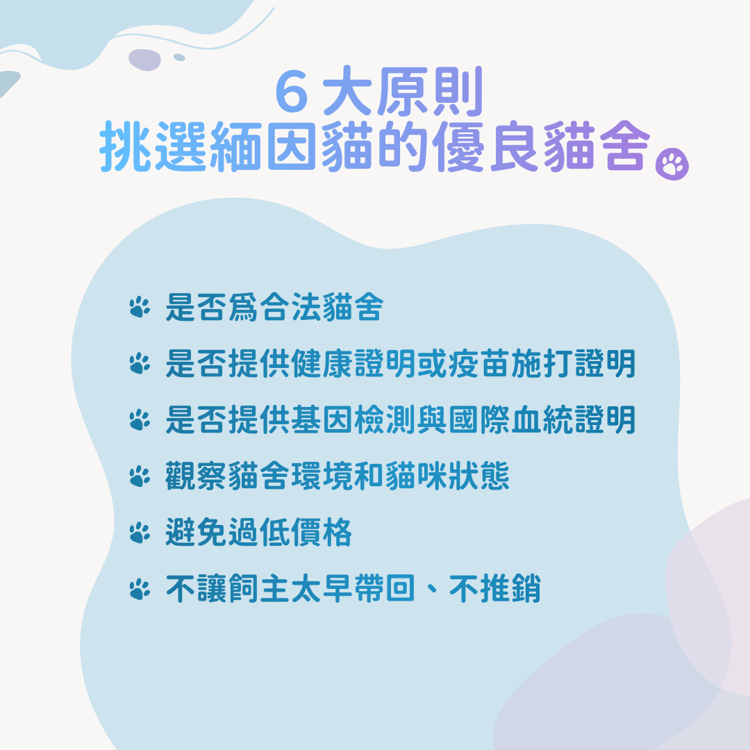 挑選緬因貓優良貓舍原則