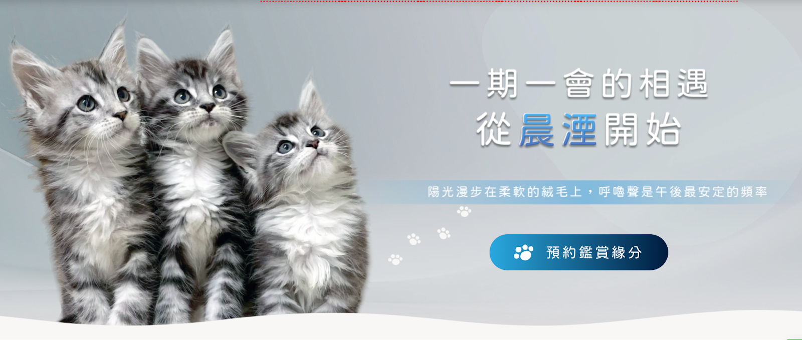 晨湮貓舍提供多種緬因貓顏色選擇