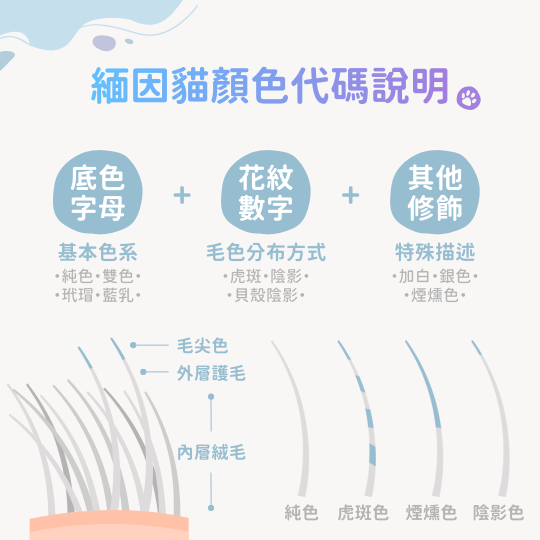 緬因貓顏色代碼