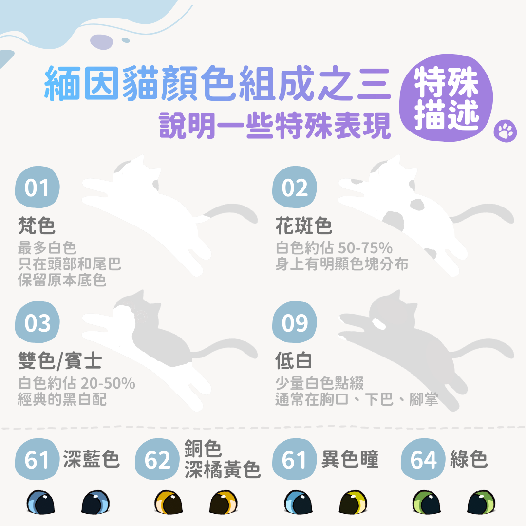 緬因貓特殊描述