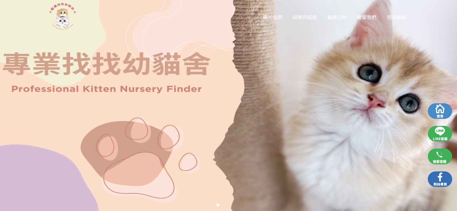 屏東貓舍推薦專業找找幼貓舍