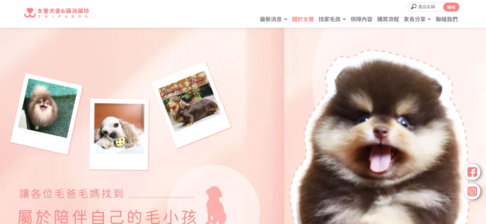 屏東貓舍推薦太普犬舍&貓派貓坊