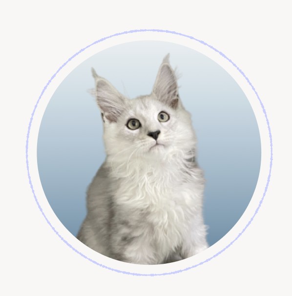 晨心培育.緬因貓