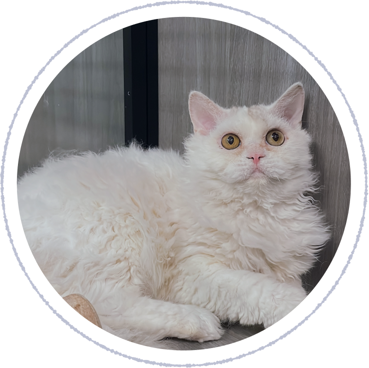 賽爾凱克捲毛貓