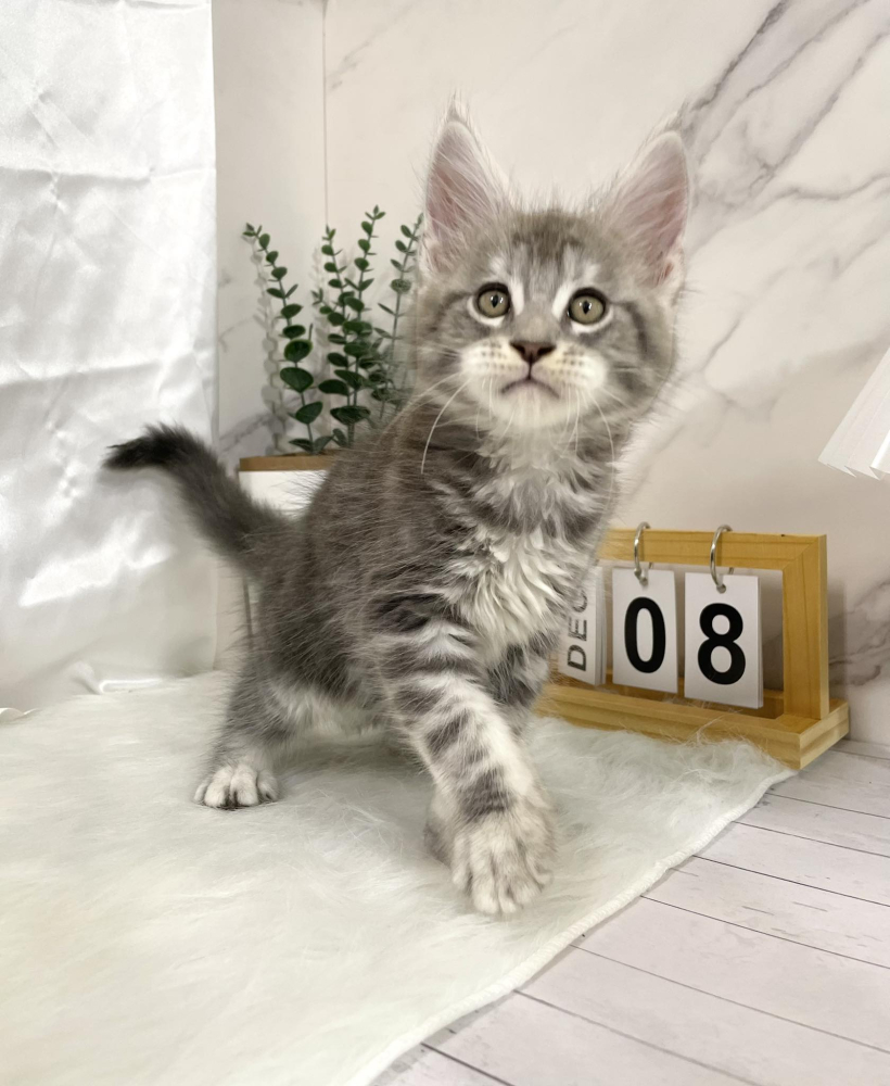 藍虎斑緬因貓弟弟(有家)