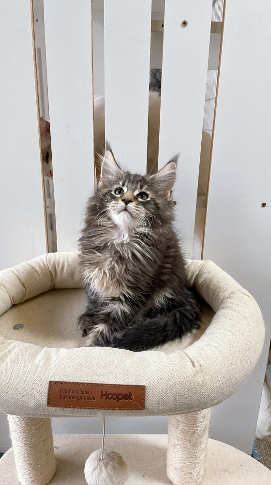 棕虎斑緬因貓(有家)