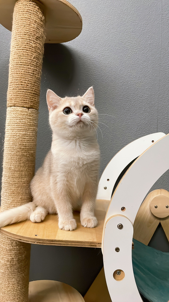 藍金漸層英短弟弟(有家)