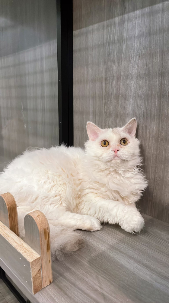 賽爾凱克捲毛貓弟弟