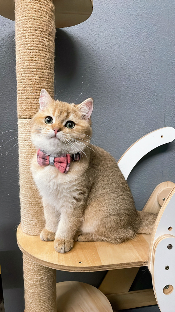 金漸層弟弟(有家)