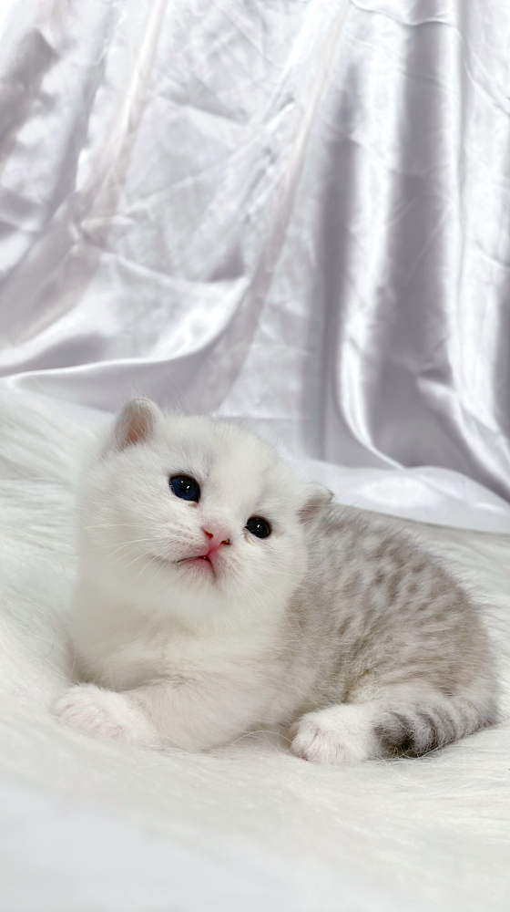 銀虎斑曼赤肯弟弟