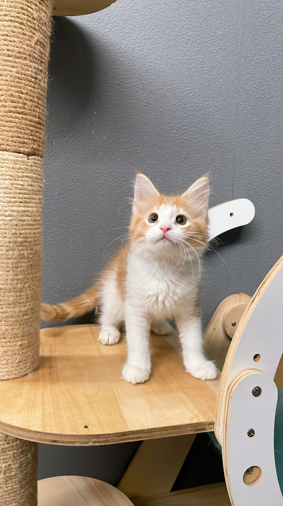 挪威森林弟弟(有家)