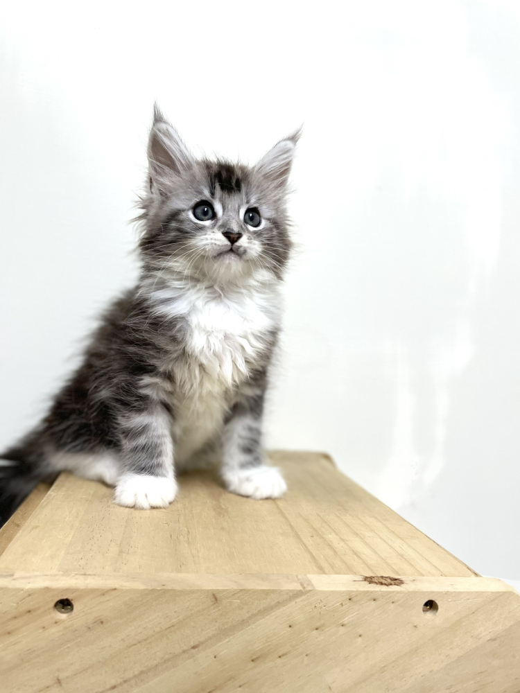 銀虎斑加白緬因貓(有家)