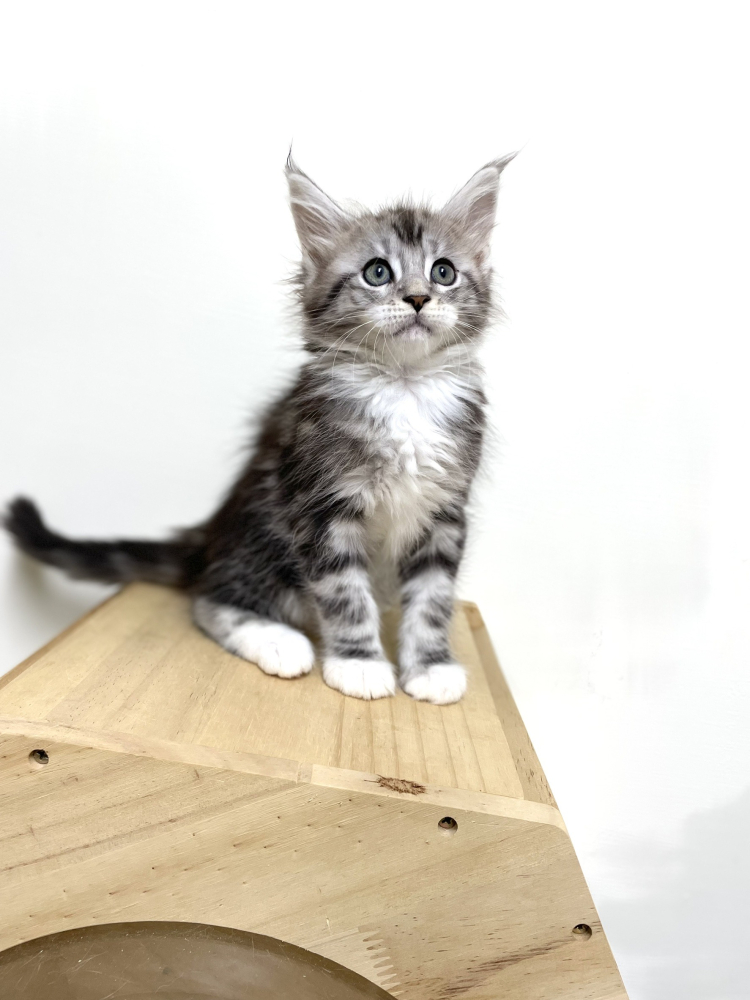 銀虎斑緬因貓(有家)