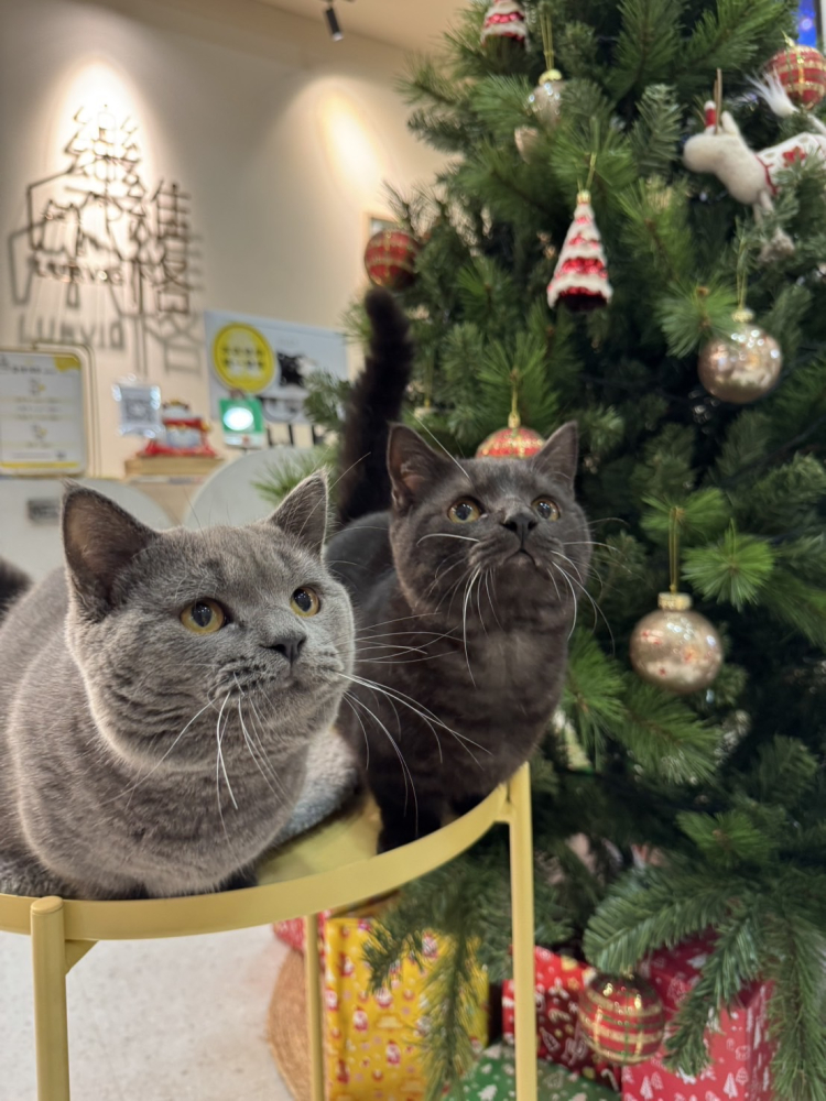 曼赤肯弟弟優惠中