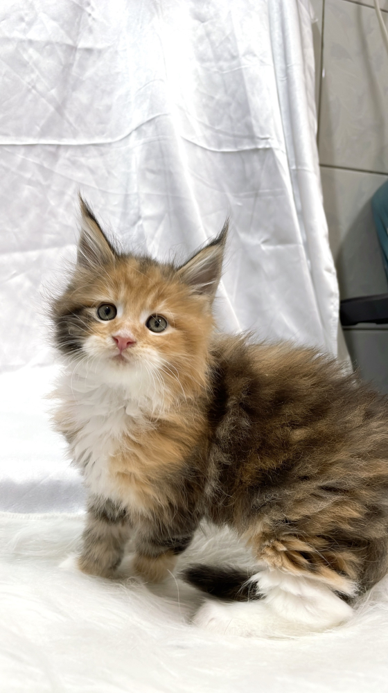 三花緬因貓妹妹