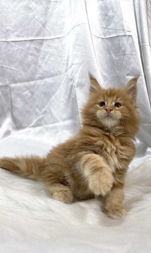 紅虎斑緬因貓弟弟