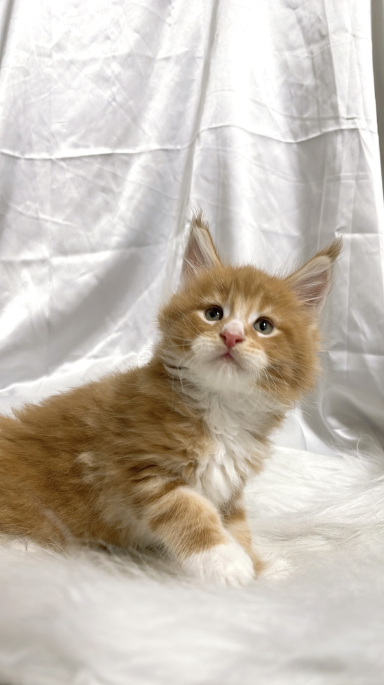 紅虎加白緬因貓弟弟