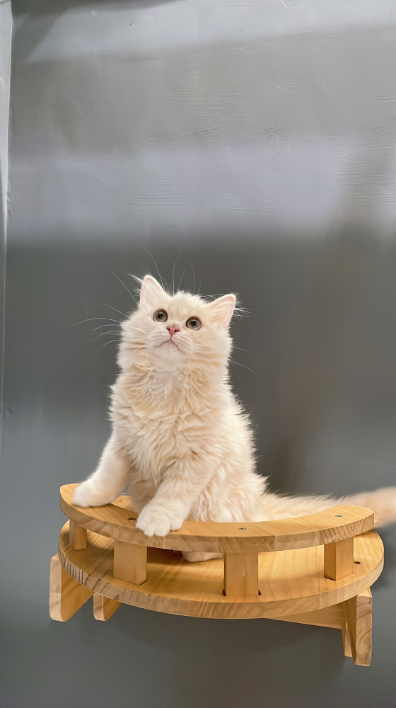 奶油英國長毛貓妹妹