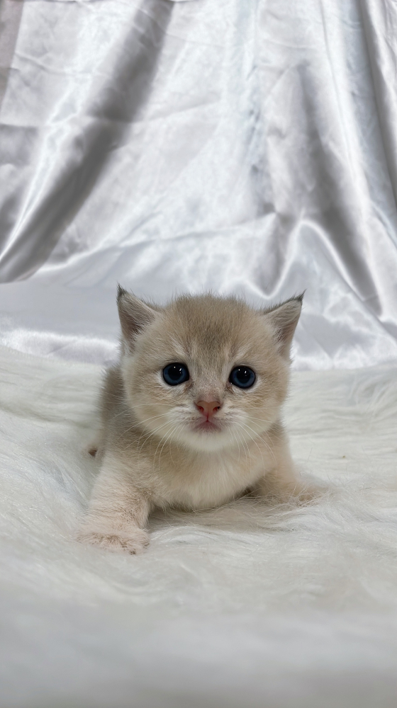 藍金漸層曼赤肯弟弟