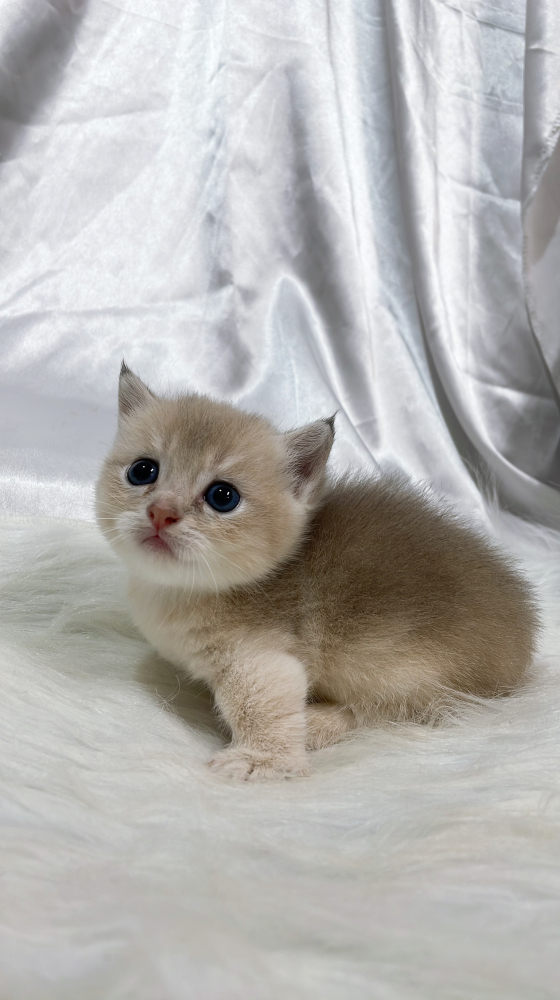 藍金漸層曼赤肯弟弟