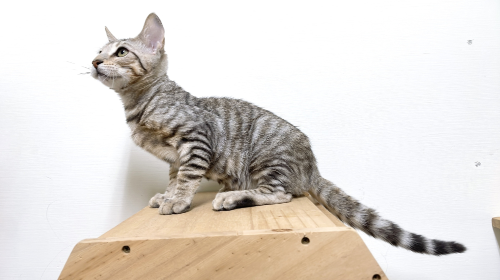 稀有的玩具虎貓妹妹(雪虎)