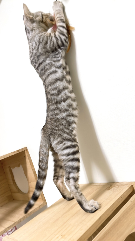 稀有的玩具虎貓妹妹(雪虎)