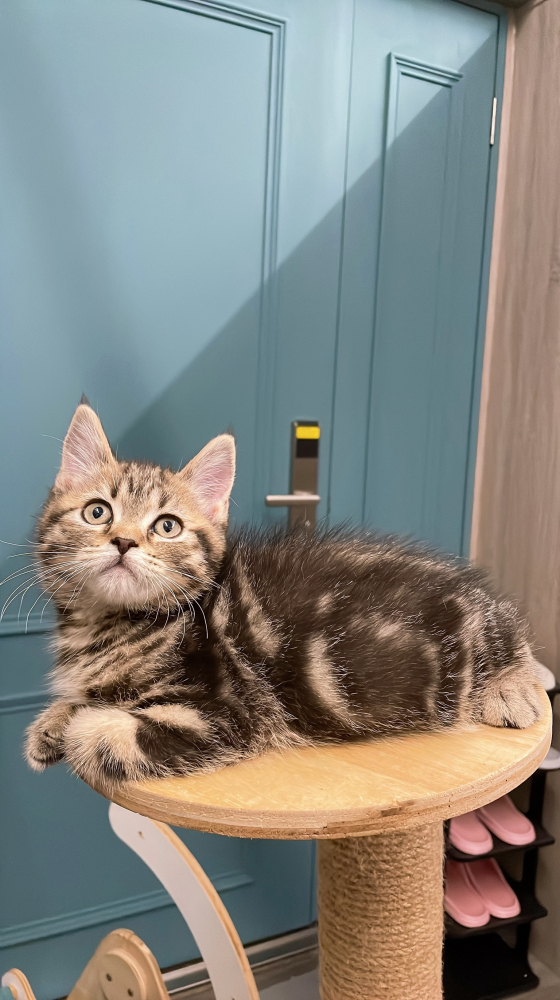 非標準曼赤肯弟弟(同胎有曼赤肯)