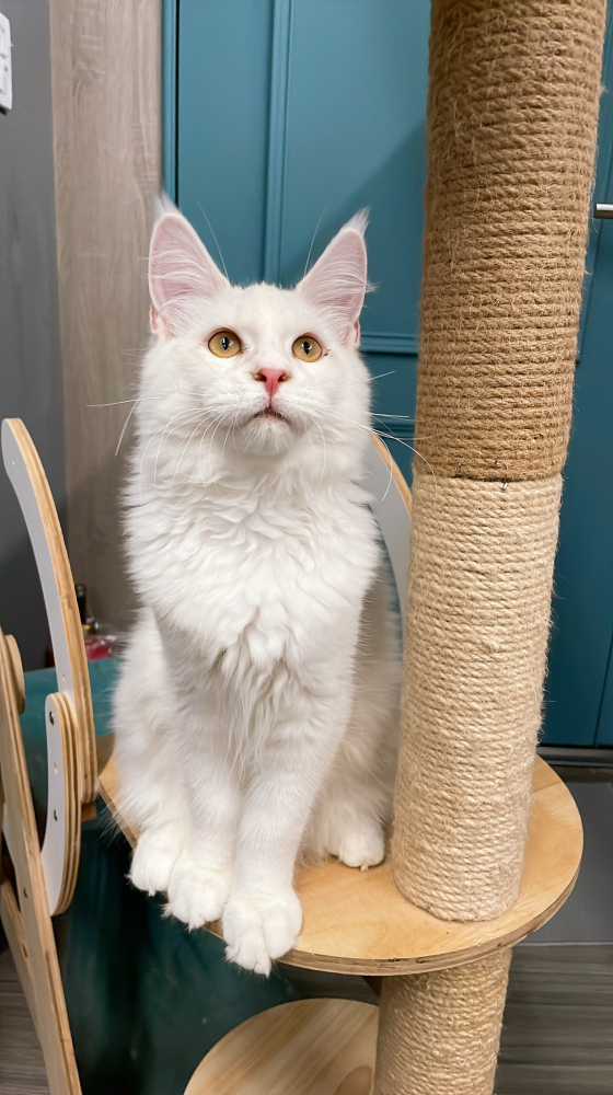 紅陰影緬因貓弟弟