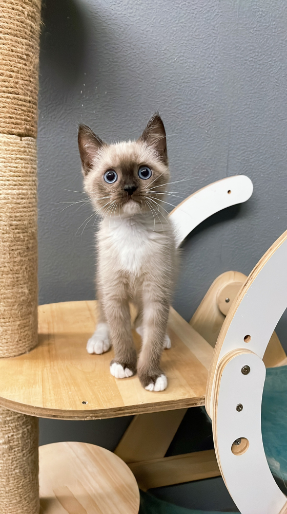 重點色英短妹妹