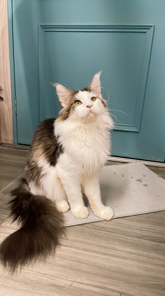 棕白緬因貓(有家)