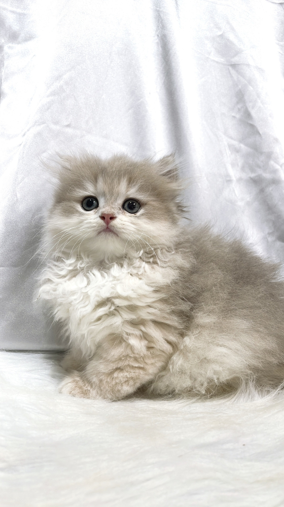 藍金英國長毛貓(有家)