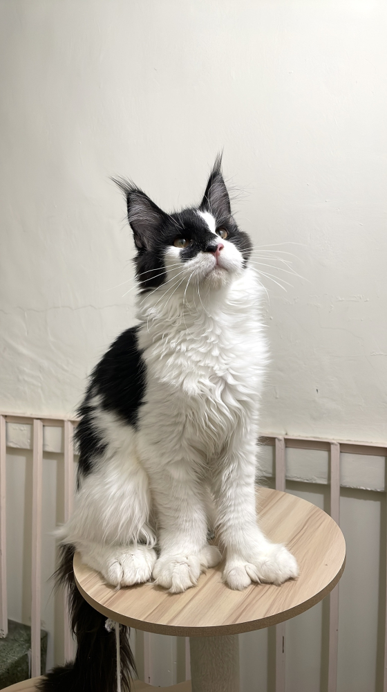 黑白六指緬因貓(有家)