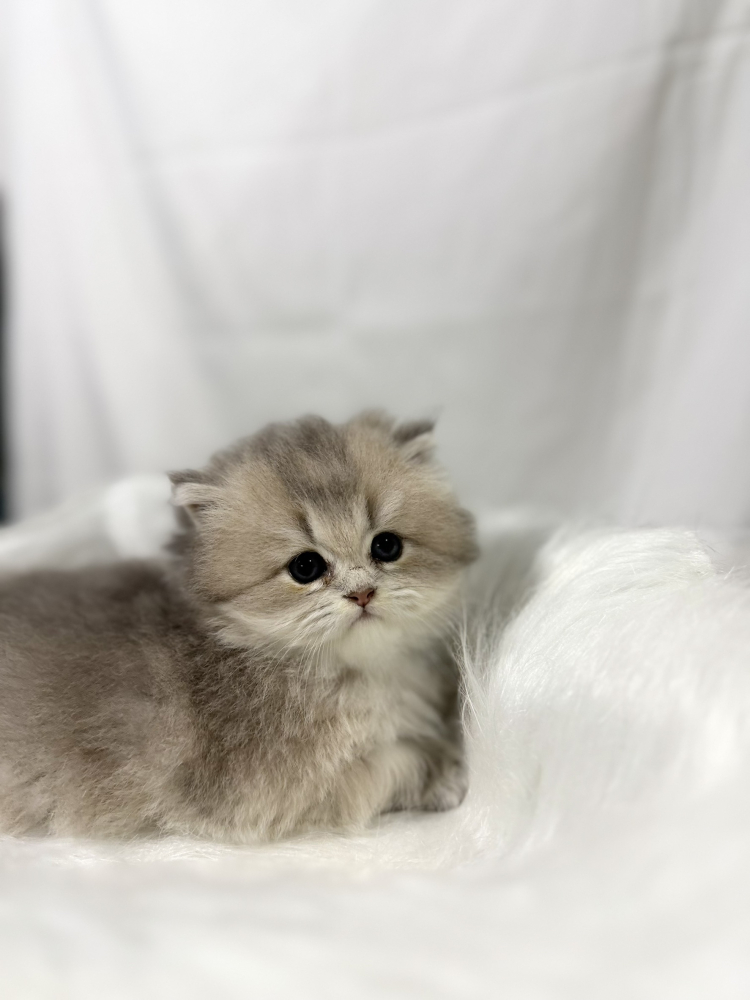 藍金英長妹妹｜幼貓買賣